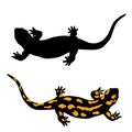 Black and yellow salamander amphibian