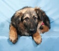 Black and yellow shaggy dog lying on blue Royalty Free Stock Photo