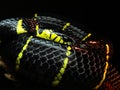 Black and Yellow Snake