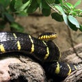 Black and yellow snake