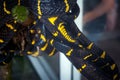 Black and yellow snake mangrove boiga, Thailand