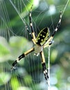 Black And Yellow Spider