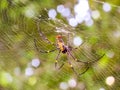 Black And Yellow Spider And Black Long Legs Bokeh Background