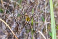 Black and yellow Spider in the field