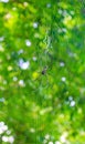 Black and yellow spider sitting on web with background. Black Widow Spider, macro spider making a web. Copy space. Royalty Free Stock Photo