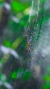 Black and yellow spider sitting on web with green background. Black Widow Spider, macro spider making a web. Copy space. Royalty Free Stock Photo