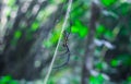 Black and yellow spider sitting on web with green background. Black Widow Spider, macro spider making a web. Copy space. Royalty Free Stock Photo