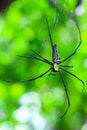 Black and yellow spider sitting on web with green background. Black Widow Spider, macro spider making a web. Copy space. Royalty Free Stock Photo