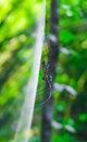 Black and yellow spider sitting on web with green background. Black Widow Spider, macro spider making a web. Copy space. Royalty Free Stock Photo