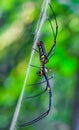 Black and yellow spider sitting on web with green background. Black Widow Spider, macro spider making a web. Copy space. Royalty Free Stock Photo