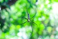 Black and yellow spider sitting on web with green background. Black Widow Spider, macro spider making a web. Copy space. Royalty Free Stock Photo