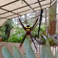 Black Yellow Spider On The Web