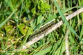 Scarlet tiger moth caterpillar