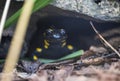 Black and yellow Spotted Salamander peeks out of a hole Royalty Free Stock Photo