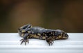 a black and yellow spotted salamander profile Royalty Free Stock Photo