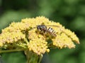 Stinging wasp in yellow flower