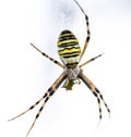 Black and yellow stripe Argiope bruennichi wasp spider isolated Royalty Free Stock Photo