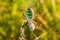 Black and yellow stripe Argiope bruennichi wasp spider on web Royalty Free Stock Photo