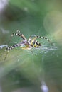 Yellow black crab spider on blurred background, copy space Royalty Free Stock Photo