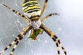 Yellow black crab spider on blurred background, copy space Royalty Free Stock Photo