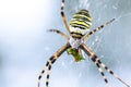 Yellow black crab spider on blurred background, copy space Royalty Free Stock Photo