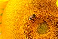 Black and yellow striped bee, honey bee, pollinating sunflowers close up low level view of single sunflower head with Royalty Free Stock Photo