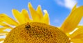 Black and yellow striped bee, honey bee, pollinating sunflowers close up low level view of single sunflower head with yellow Royalty Free Stock Photo