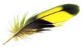 Black and yellow striped bird feather, silhouette, 3d illustration. Isolated on white background for design Royalty Free Stock Photo