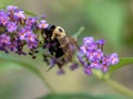 Black and yellow striped bumble bee pollinating a purple butterfly bush flower bloom with a soft green nature background in the Royalty Free Stock Photo