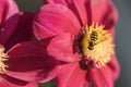 Black and yellow striped fly on a flower