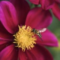 Black and yellow striped fly on a flower