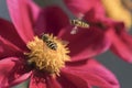 Black and yellow striped fly on a flower