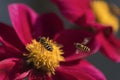 Black and yellow striped fly on a flower