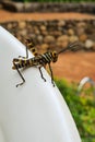 black and yellow striped grasshopper resting on a white chair