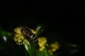 A black and yellow striped hoverfly sits against a dark background on a yellow flower in spring