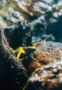 Black yellow striped poison dart bee frog in macro closeup a very dangerous amphibian animal from america