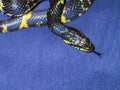 Black and Yellow striped snake on dark-blue background Royalty Free Stock Photo