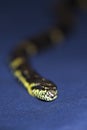 Black and Yellow striped snake on dark-blue background Royalty Free Stock Photo