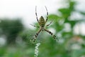 Black and yellow striped spider on the web. Royalty Free Stock Photo