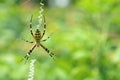 Black and yellow striped spider on the web. Royalty Free Stock Photo