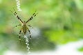 Black and yellow striped spider on the web. Royalty Free Stock Photo