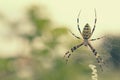 Black and yellow striped spider on the web. Royalty Free Stock Photo