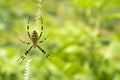 Black and yellow striped spider on the web. Royalty Free Stock Photo