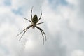 Black and yellow striped spider on the web. Royalty Free Stock Photo