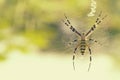 Black and yellow striped spider on the web. Royalty Free Stock Photo