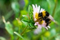 Black and yellow stripes bumblebee on little pink flower on green blurred background. Royalty Free Stock Photo