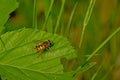 Black and yellow sunfly on a green leaf - Helophilus pendulus Royalty Free Stock Photo