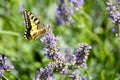 Black and yellow swallowtail butterfly on a lavender flower. Close up. Royalty Free Stock Photo