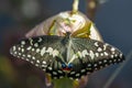 Black and yellow Swallowtail Butterfly sitting on a leaf resting