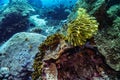 Black Yellow Swimming Feather Starfish on coral reef. Picture taken during Scuba dive in warm tropical sea of Indonesia, Bali. Royalty Free Stock Photo